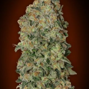 Chocolate Skunk Auto Feminized Seeds