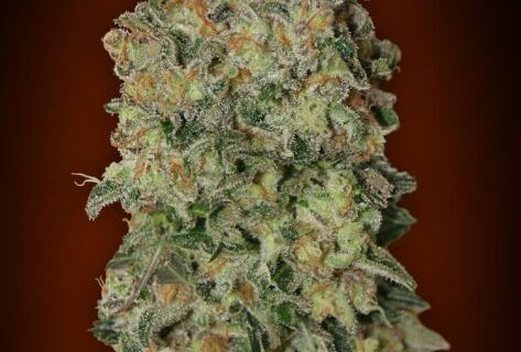 Chocolate Skunk Auto Feminized Seeds