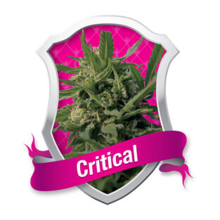 Critical Feminized Seeds by Royal Queen Seeds | High-Yield Indica Power