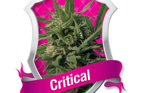 Critical Feminized Seeds by Royal Queen Seeds | High-Yield Indica Power
