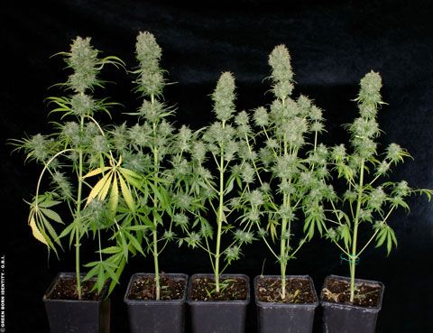 Chocolope Feminized Seeds - Image 12