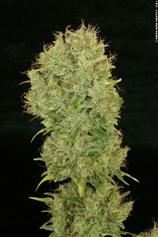 Chocolope Feminized Seeds - Image 10