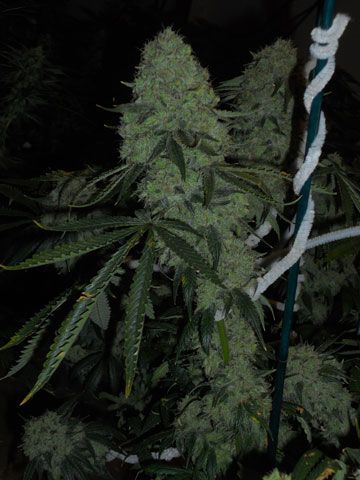 Deadhead OG Feminized Seeds - Image 2