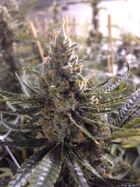 24K Gold Feminized Seeds - Image 4