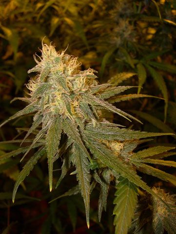 Chocolope Feminized Seeds - Image 4