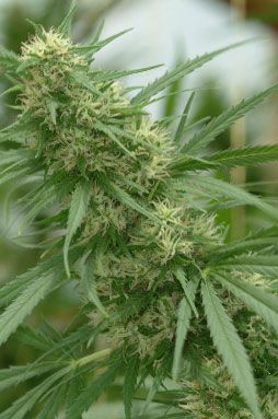 Chocolope Feminized Seeds - Image 7