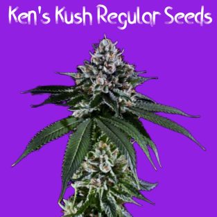 Ken's Kush Regular Seeds