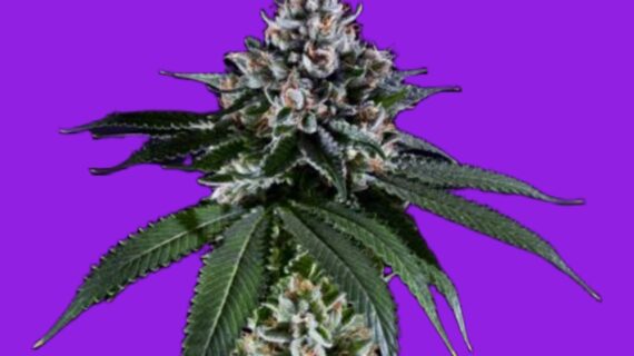 Ken's Kush Regular Seeds