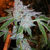 Tahoe OG Kush Feminized Seeds