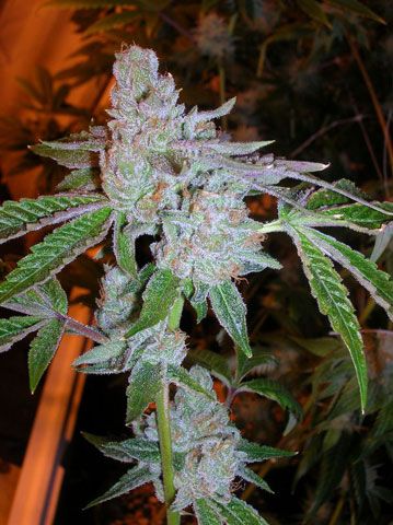 Tahoe OG Kush Feminized Seeds