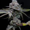 Apple Fritter Feminized Seeds