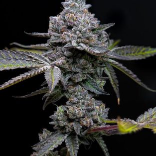 Apple Fritter Feminized Seeds