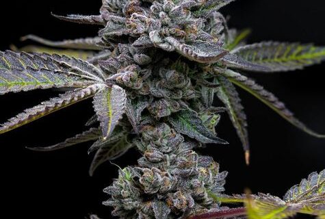 Apple Fritter Feminized Seeds