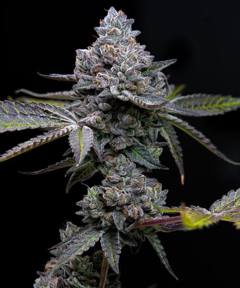 Apple Fritter Feminized Seeds
