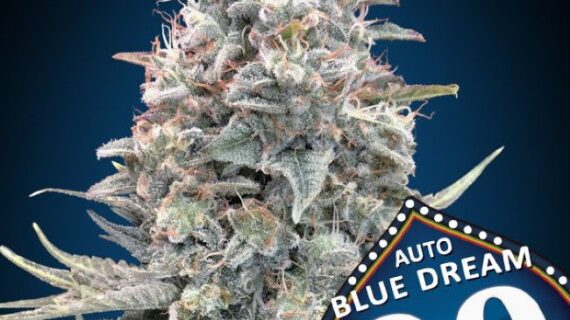Blue Dream Auto Feminized Seeds