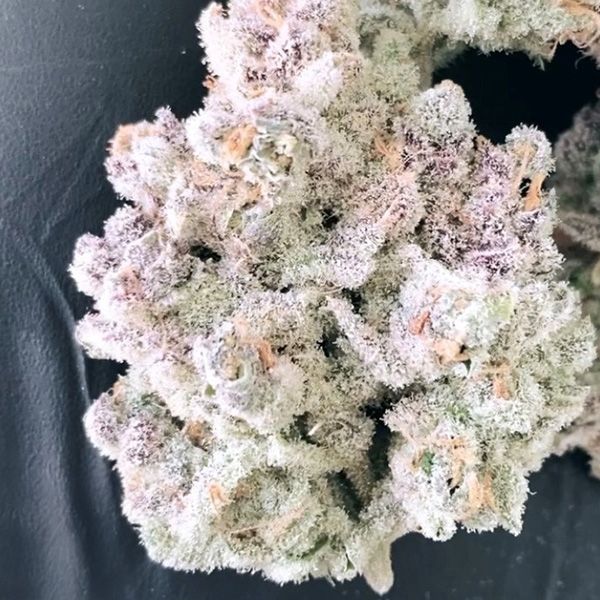 Masterpiece Feminized Seeds