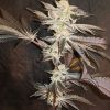 33rd Degree Feminized Seeds
