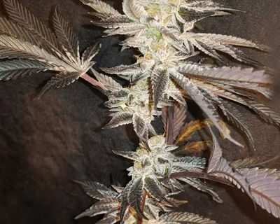 33rd Degree Feminized Seeds