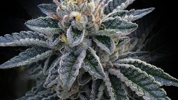 3Peat Feminized Seeds