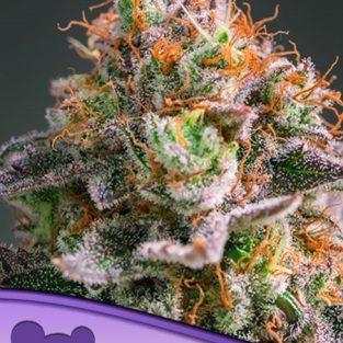 Apricot Oreoz Feminized Seeds