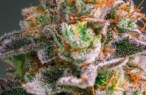 Apricot Oreoz Feminized Seeds