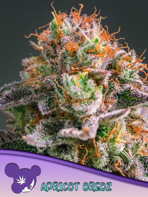 Apricot Oreoz Feminized Seeds