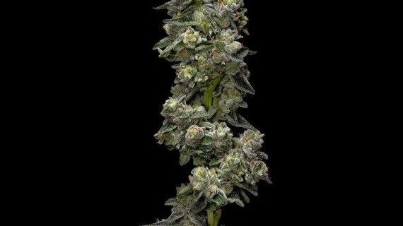 Bakers Delight Auto Feminized Seeds