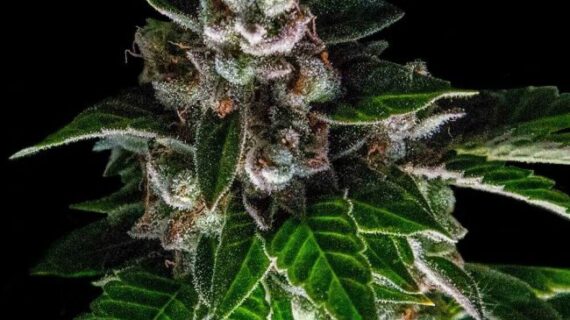 Bakers Delight Feminized Seeds (Sorbet Collection)