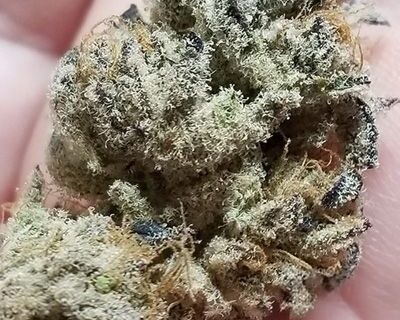 Banana Cake Feminized Seeds