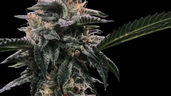 Banana Sorbet Feminized Seeds (Sorbet Collection)