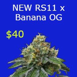Assorted Cannabis Seeds