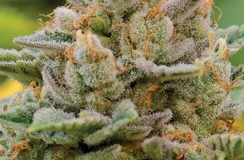 Big Bazooka Auto Feminized Seeds