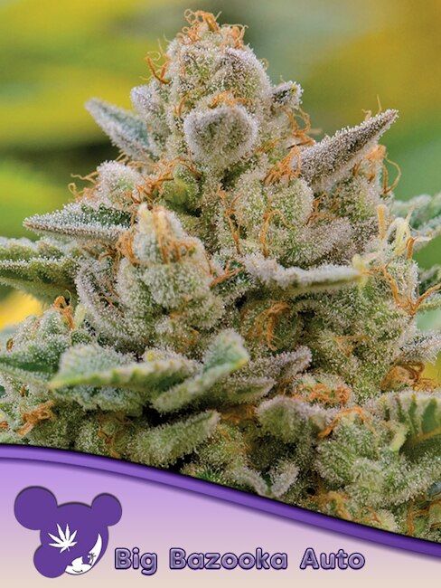 Big Bazooka Auto Feminized Seeds