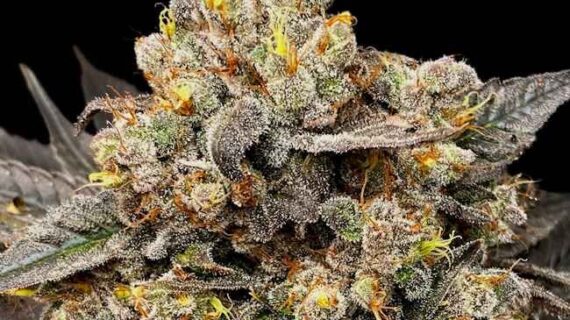 Biscotti Zkittlez Feminized Seeds