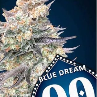 Blue Dream Fast Feminized Seeds