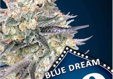 Blue Dream Fast Feminized Seeds