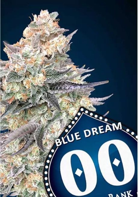 Blue Dream Fast Feminized Seeds