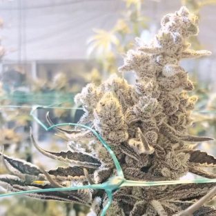 Masterpiece Feminized Seeds