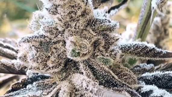 Masterpiece Feminized Seeds