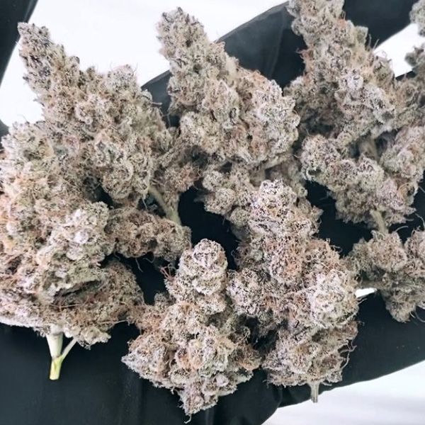 Masterpiece Feminized Seeds