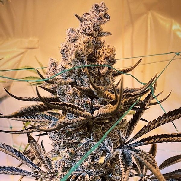 Masterpiece Feminized Seeds
