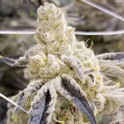 Masterpiece Feminized Seeds
