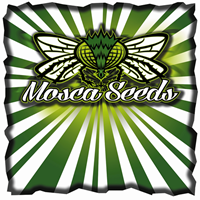 mosca seeds