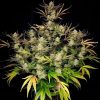 Apple Strudel Auto Feminized Seeds
