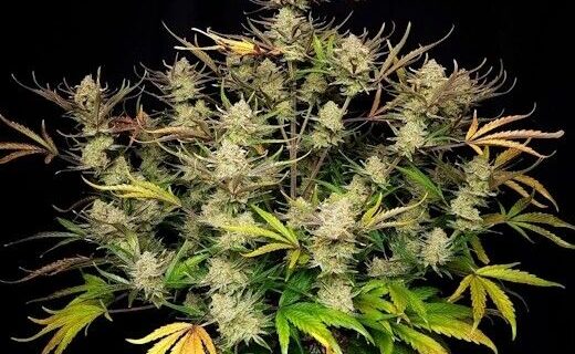 Apple Strudel Auto Feminized Seeds