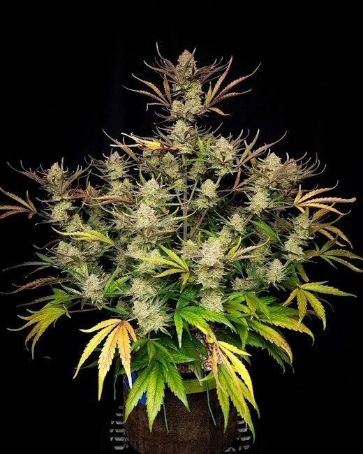 Apple Strudel Auto Feminized Seeds