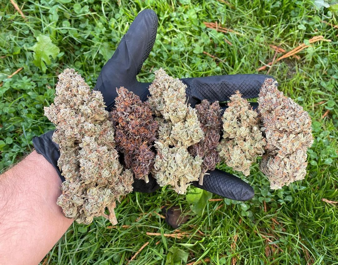 Fastbuds Mixed Pack Auto Feminized Seeds