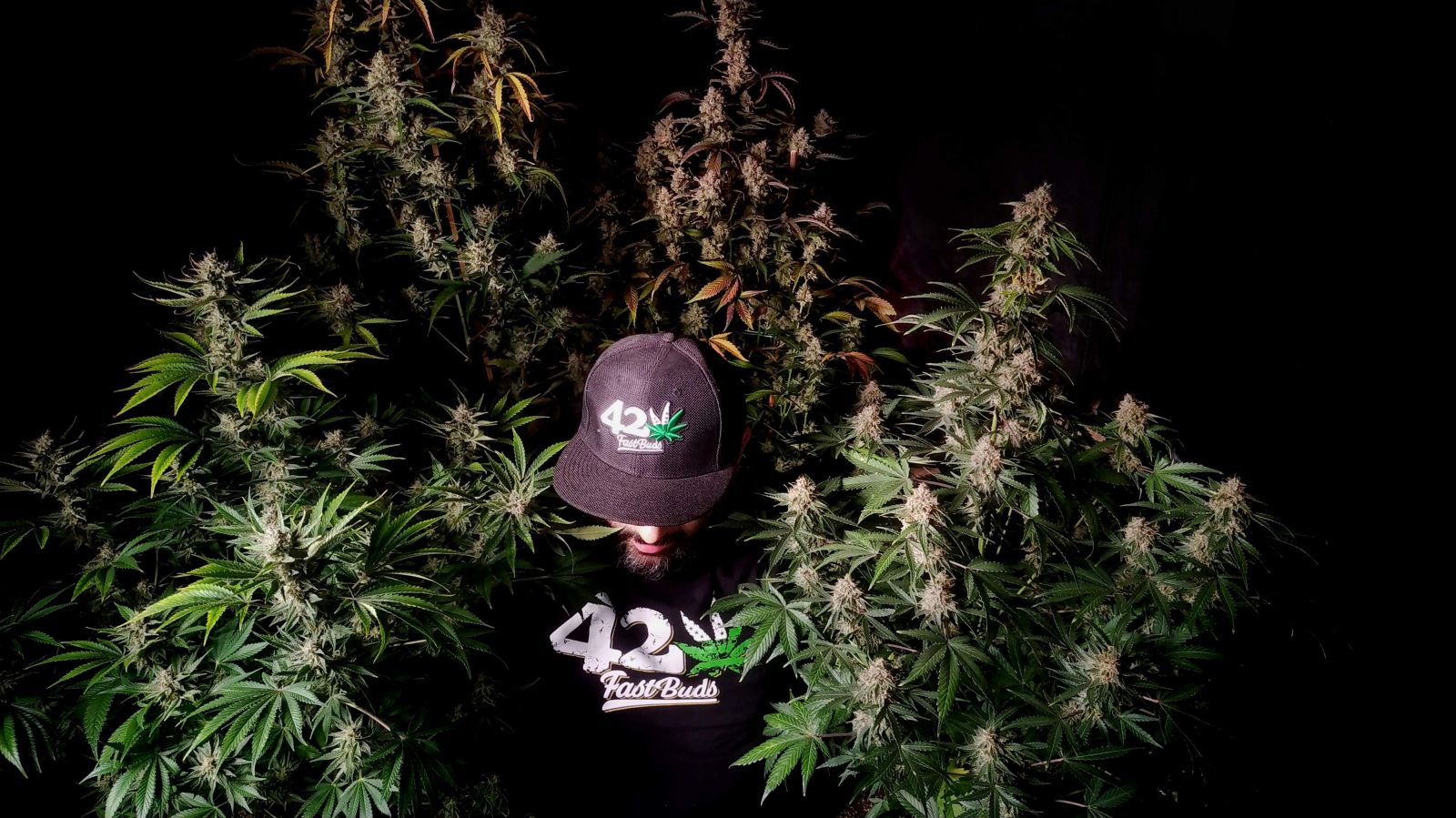 Fastbuds Mixed Pack Auto Feminized Seeds