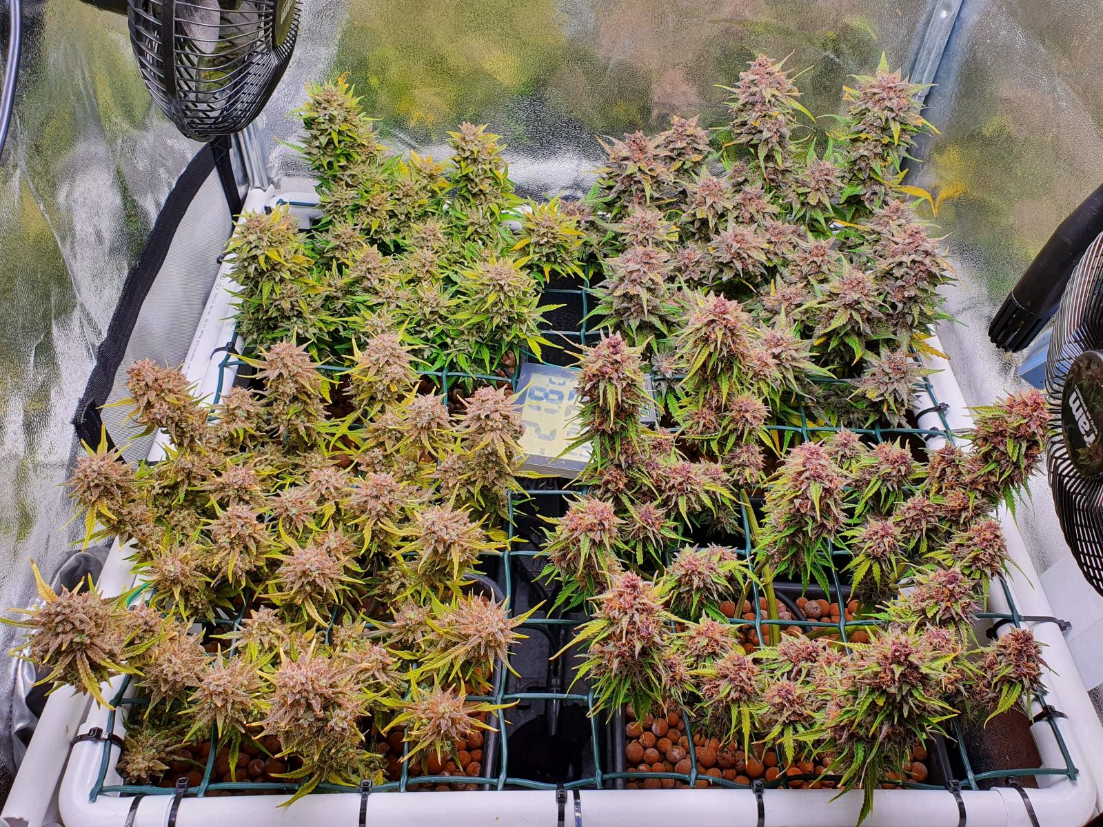 Fastbuds Mixed Pack Auto Feminized Seeds