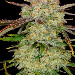 Frostbanger Auto Feminized Seeds